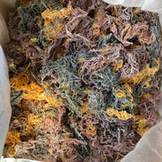 St Lucia full spectrum sea moss showing its colorful strands gold, green and purple in bulk