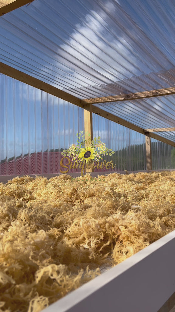 behind the scenes of gold seamoss drying in saint lucia.