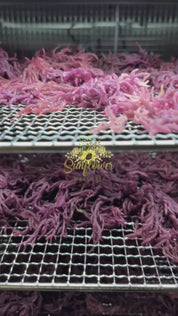 Purple sea moss from st lucia on drying racks being dehydrated, into fine powder by Sunflower Wellness.