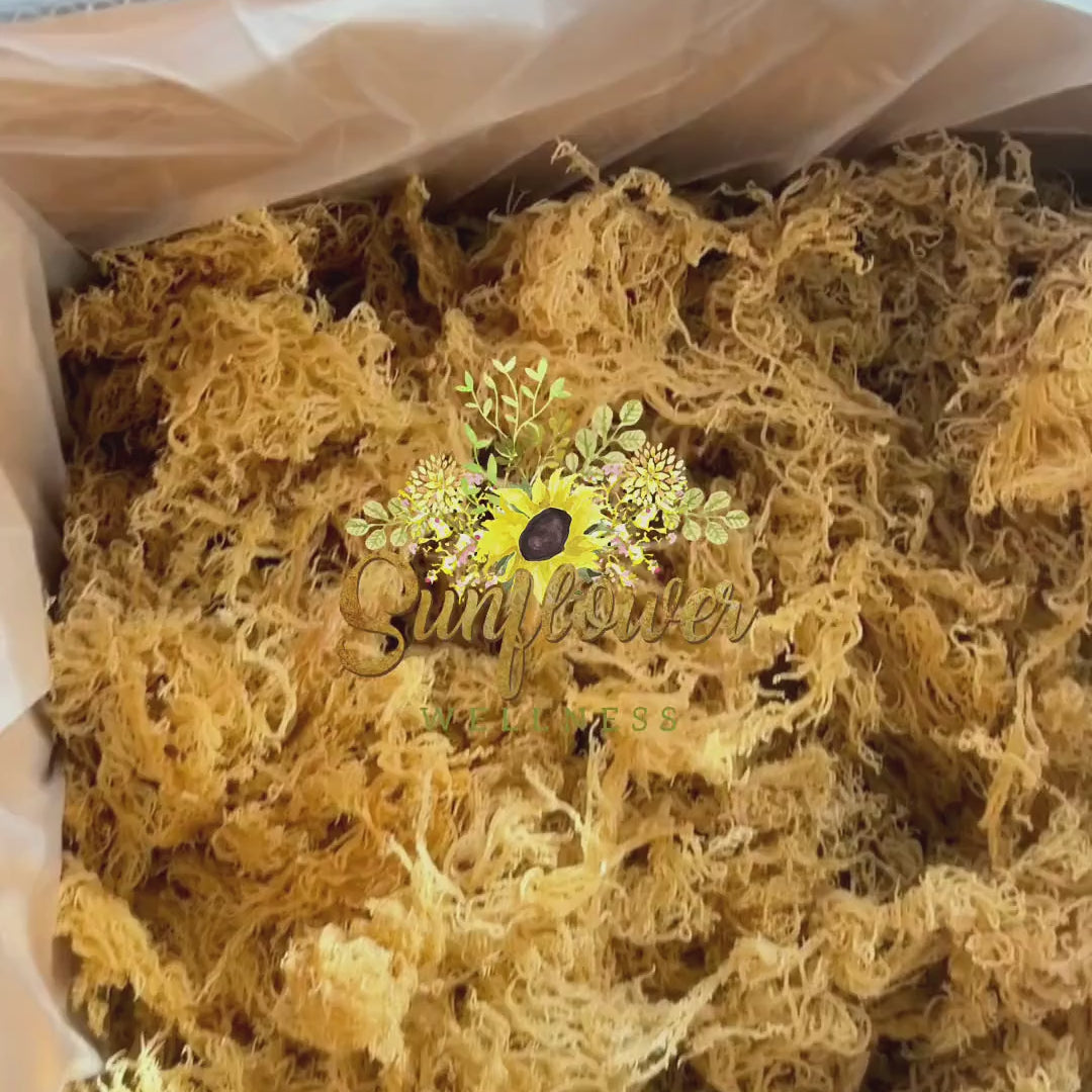 Wildcrafted St. Lucia sea moss in bulk showing gold, green, purple and full spectrum colorful strands.