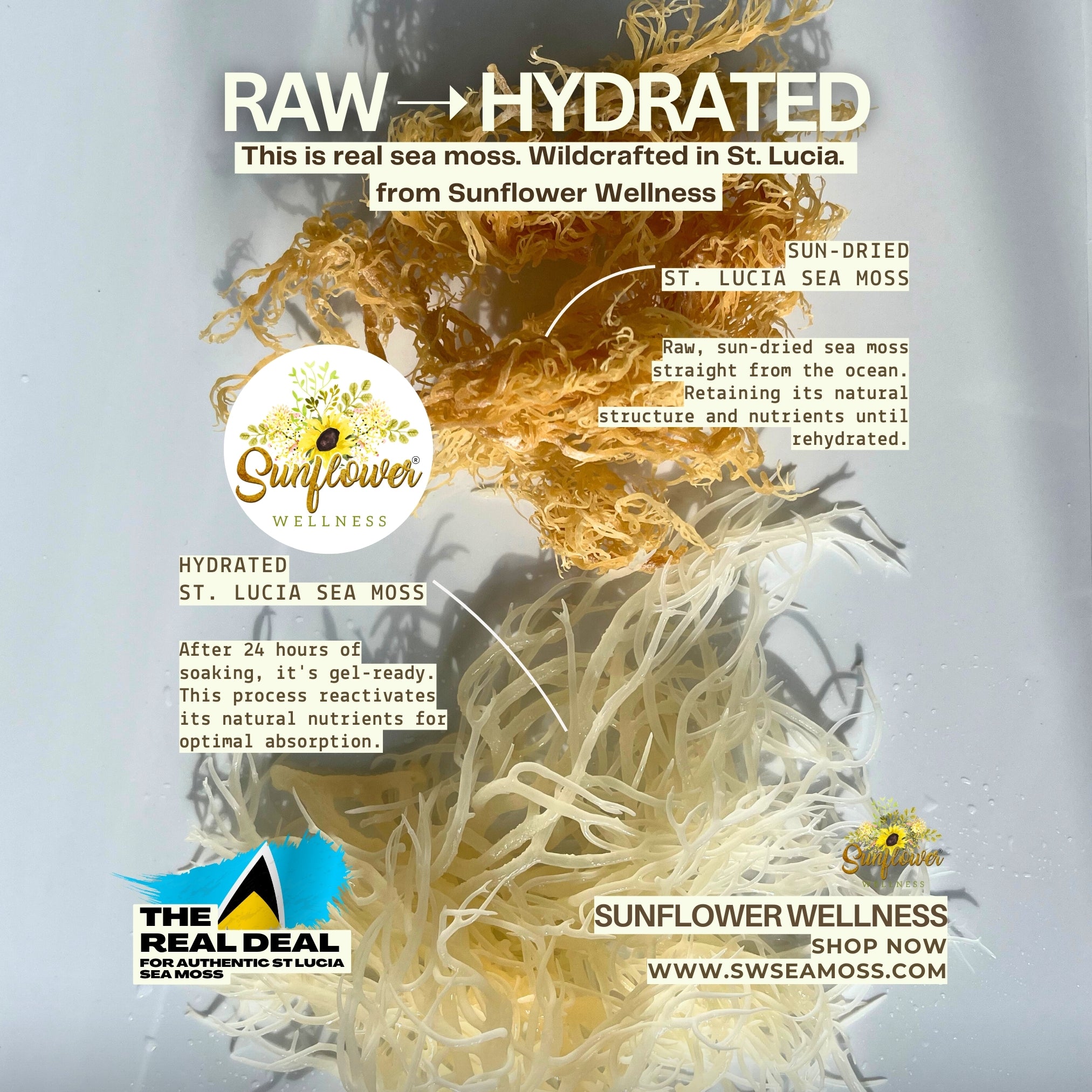  Side-by-side comparison of raw and hydrated St. Lucia sea moss from Sunflower Wellness. The top half shows sun-dried, golden sea moss in its raw form. The bottom half displays hydrated sea moss after 24 hours of soaking, appearing lighter and gel-ready.