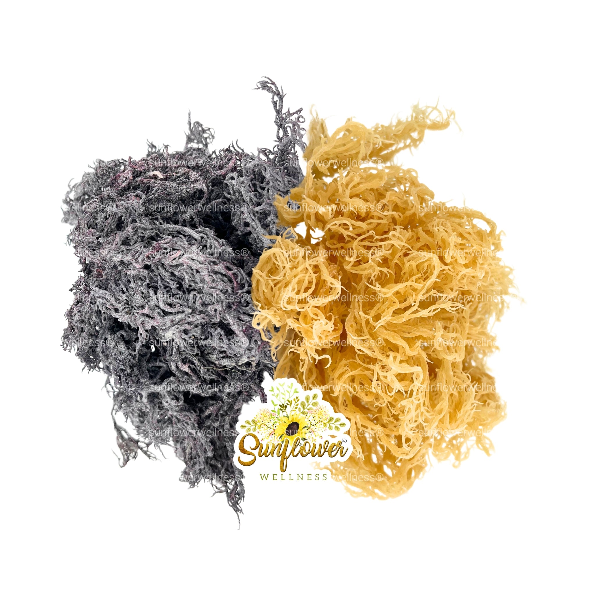 Gold and purple wildcrafted sea moss strands displayed together.