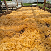 Gold wildcrafted St. Lucia sea moss in bulk