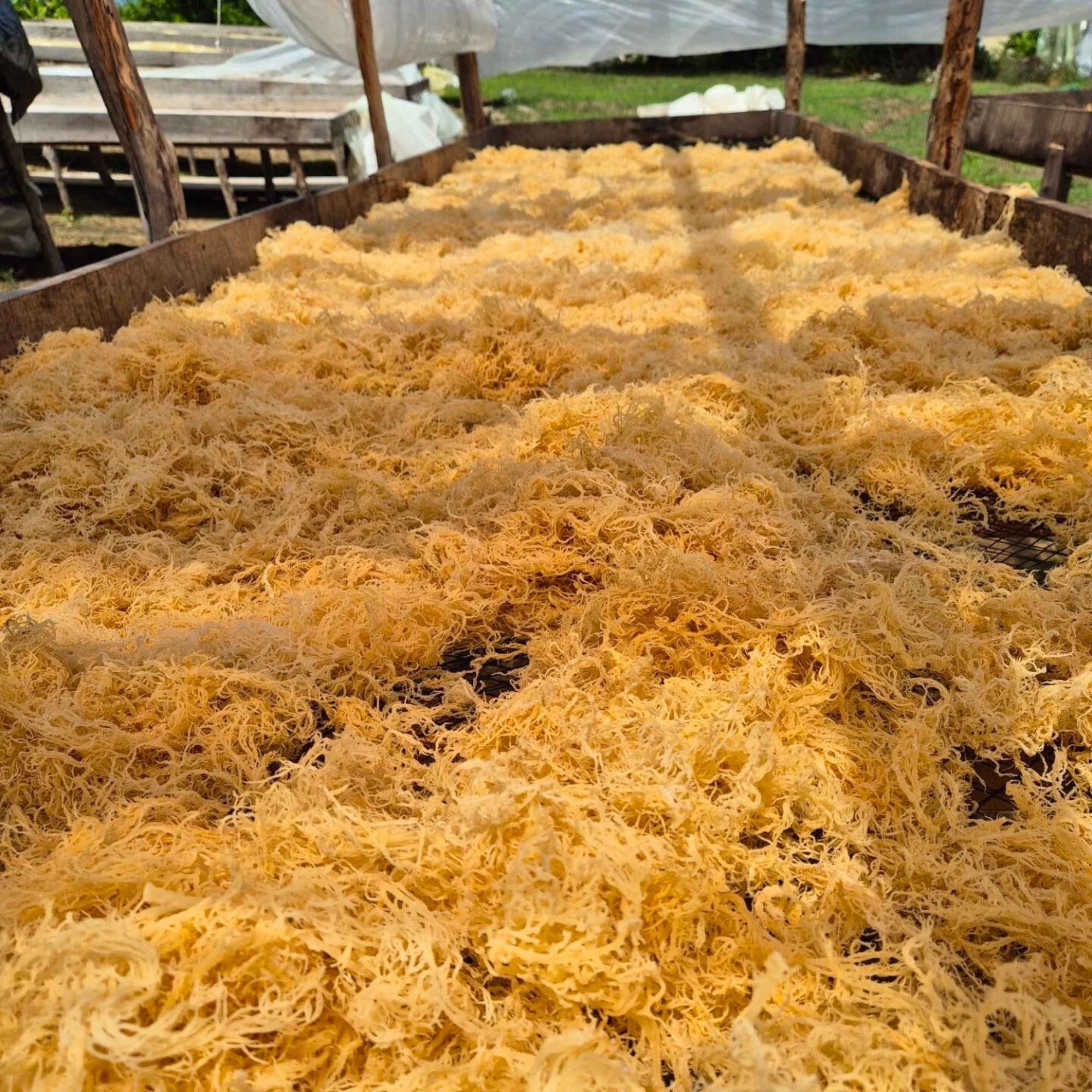 Gold wildcrafted St. Lucia sea moss in bulk