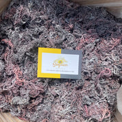 Wildcrafted St Lucia purple sea moss in bulk